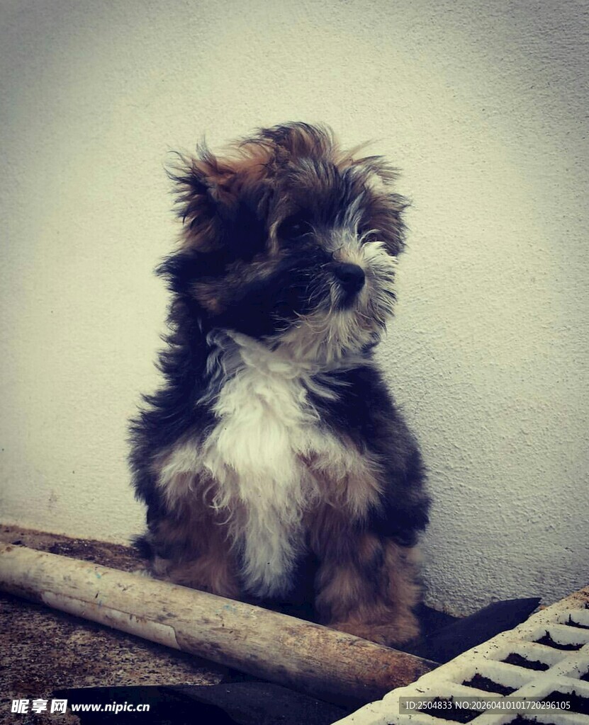 可爱小狗坐于木旁