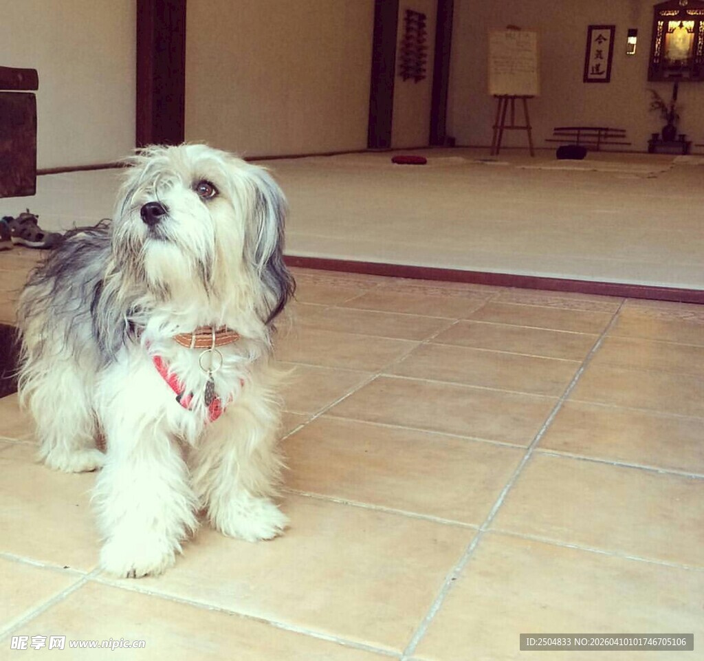 可爱小狗室内乖巧坐姿