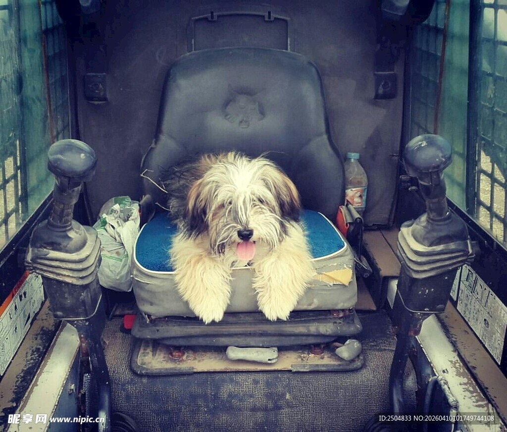 车内萌犬惬意趴坐