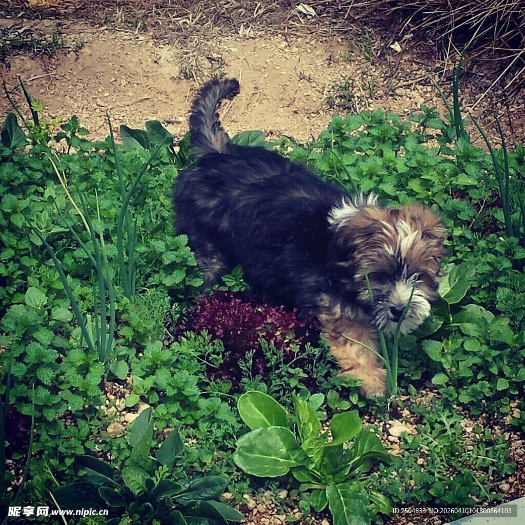 花园中休憩的猫咪