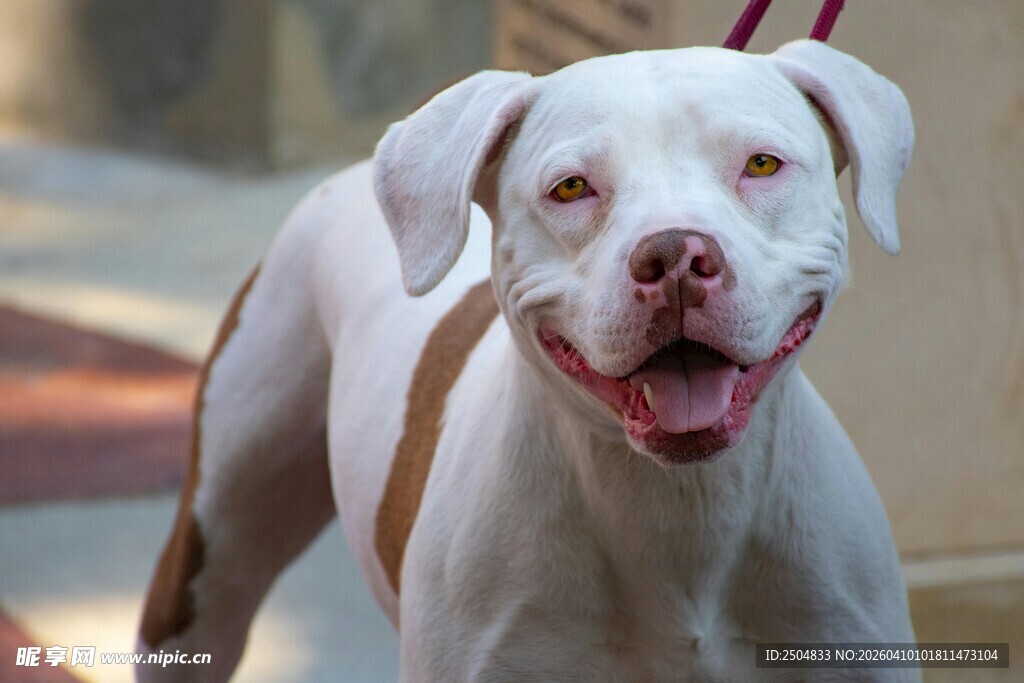 可爱白犬张嘴露笑