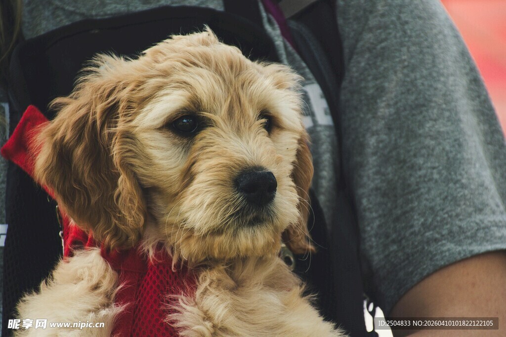 可爱幼犬依偎在主人怀中