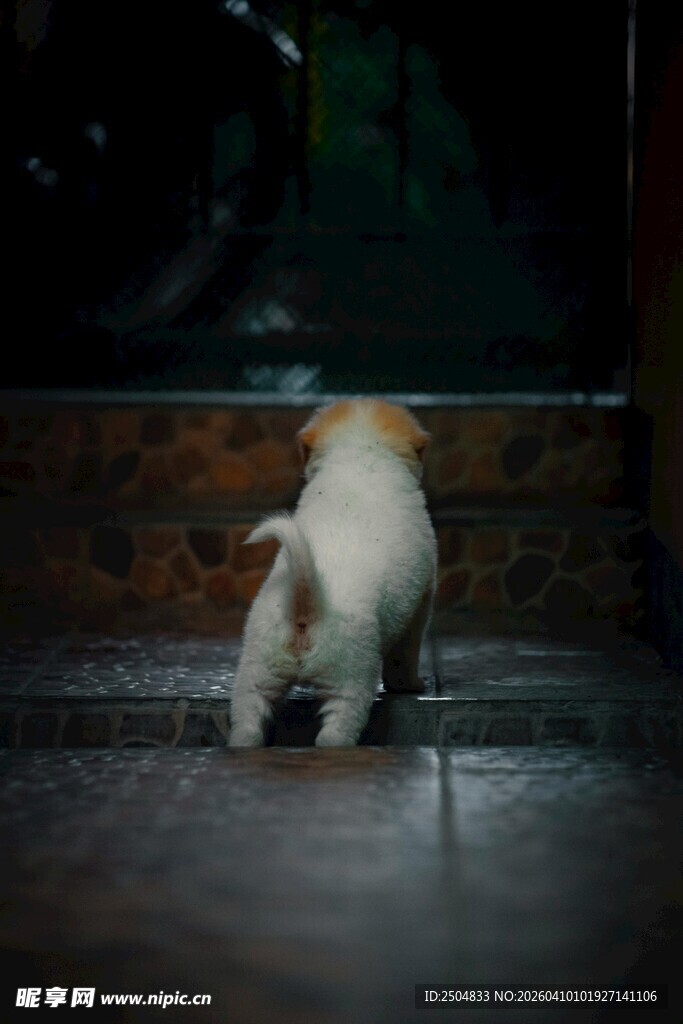 低头嗅地的可爱猫咪