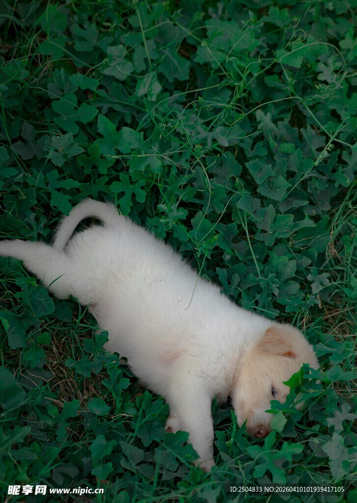 趴着的可爱小白狗