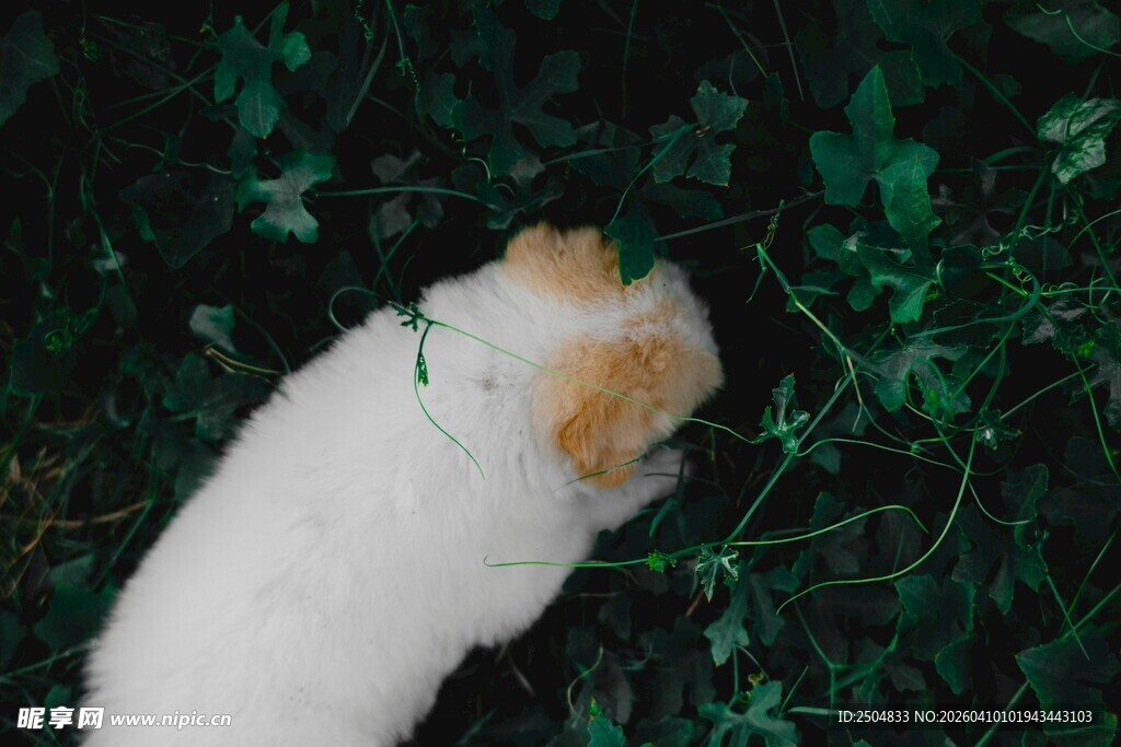 草丛中的可爱猫咪