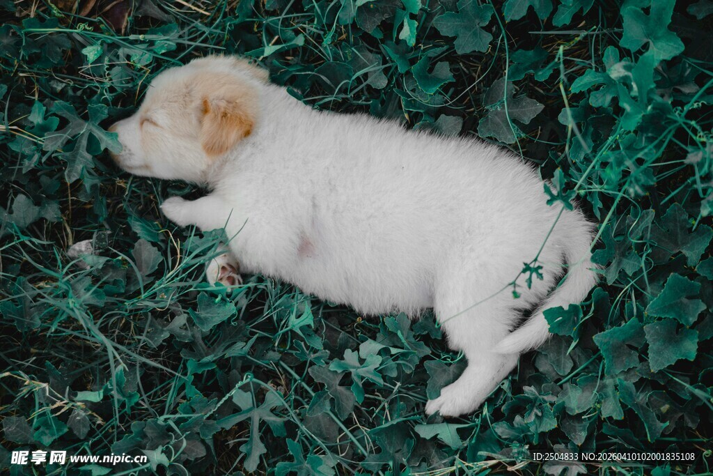 熟睡的小白狗躺于绿草间