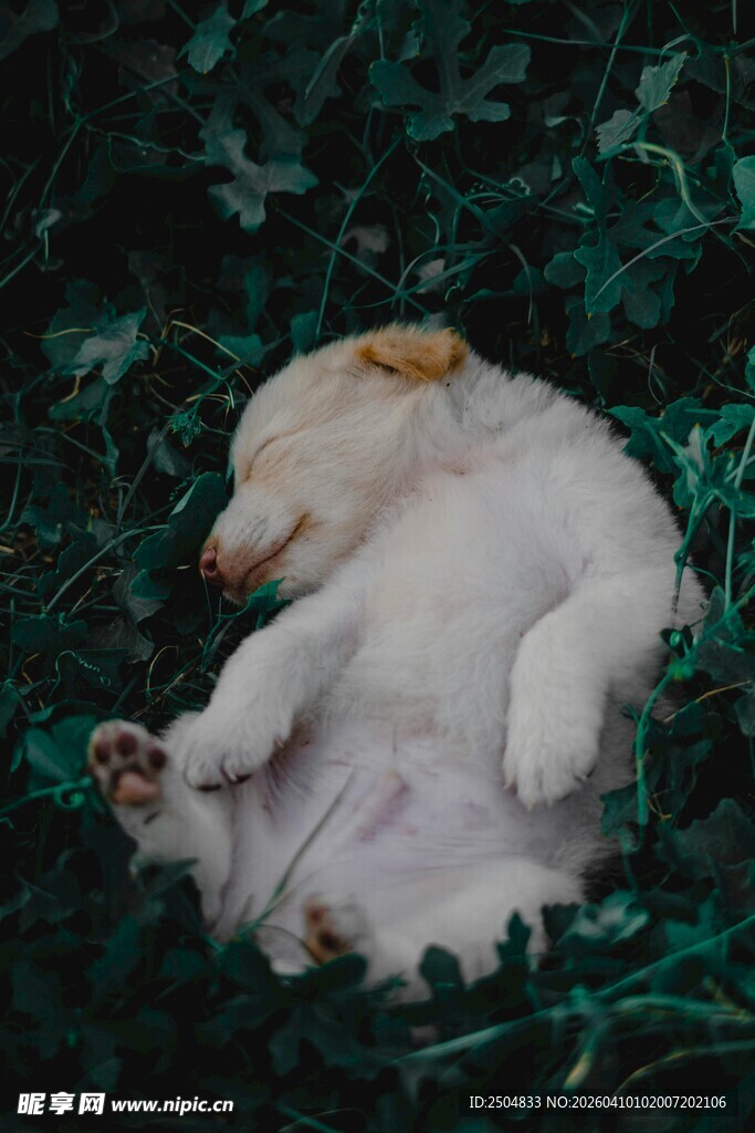 酣睡的小白狗