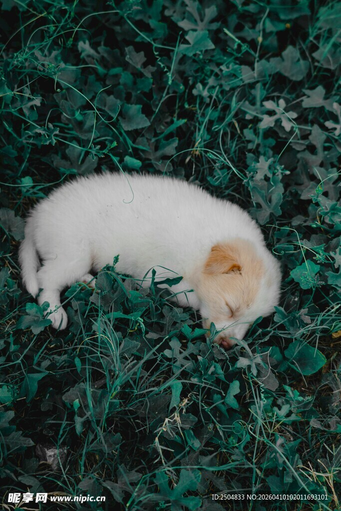 草丛中小狗惬意安睡