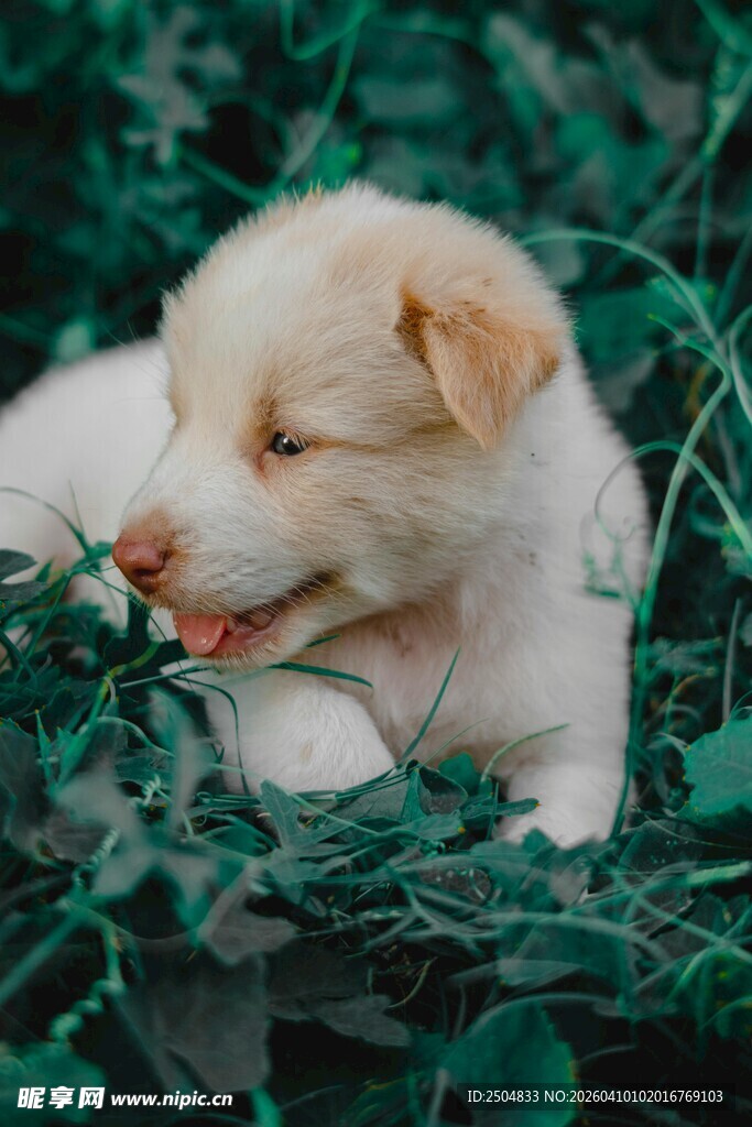 熟睡的萌犬卧于翠绿草丛