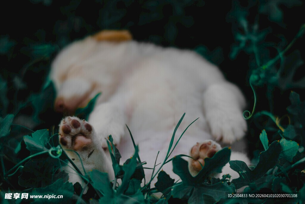 熟睡的小白狗躺于绿草间