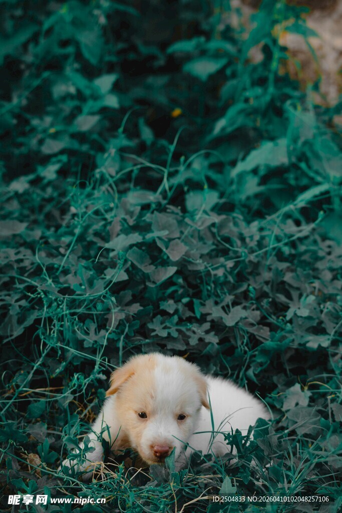 草丛中小狗安静休憩