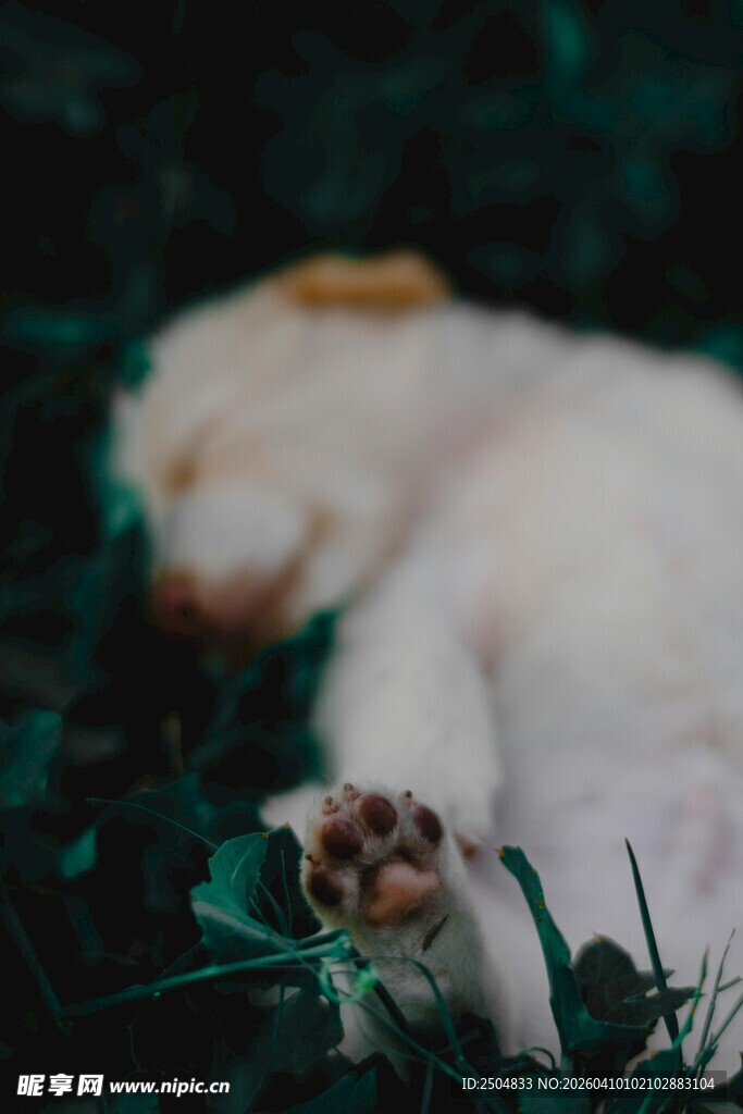 熟睡的萌宠小狗