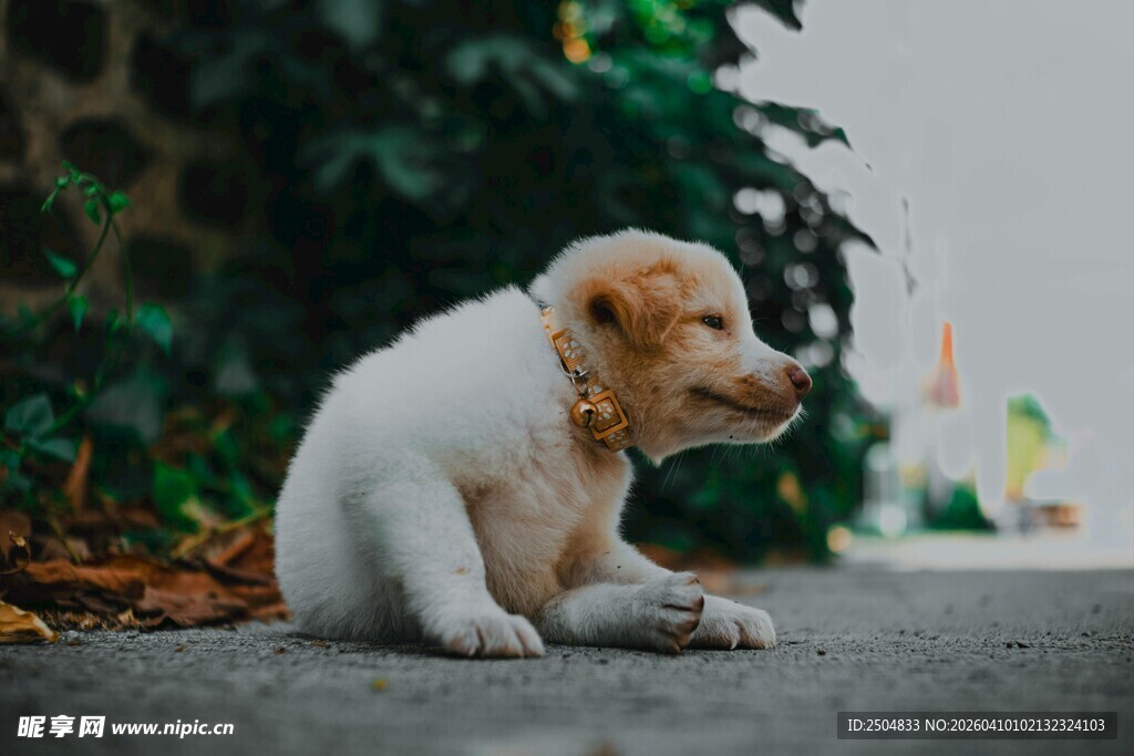可爱小狗蹲坐凝视