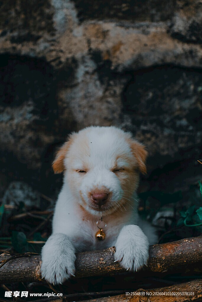 可爱小狗趴在木杆上