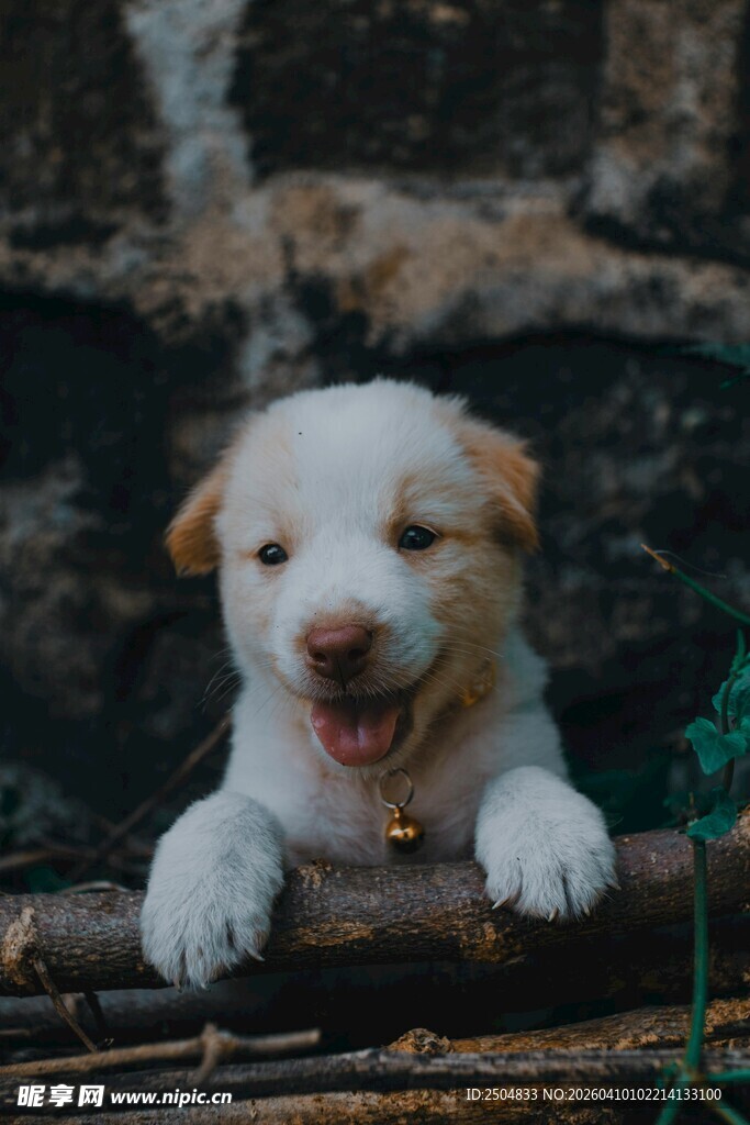 可爱小狗趴木头上咧嘴笑