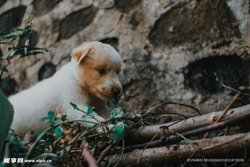 可爱小狗于石旁绿植间