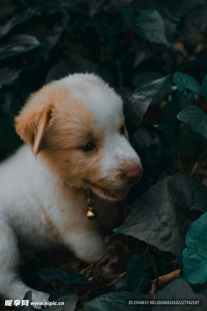 可爱小狗卧于绿植间