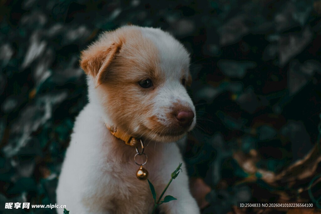 可爱幼犬低头嗅闻小花