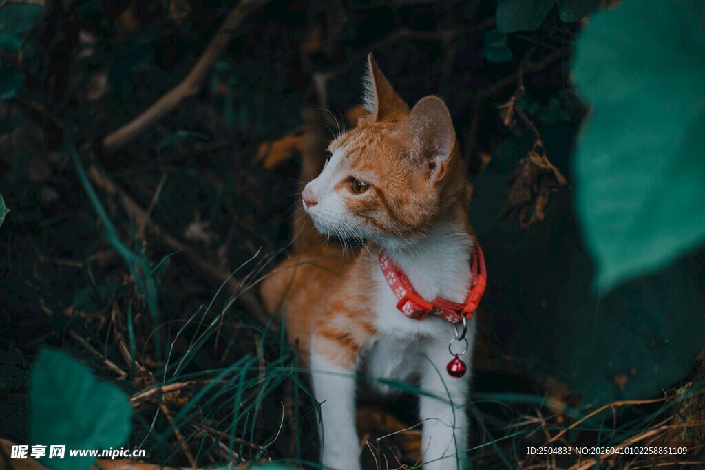 颈系红铃的可爱田园猫