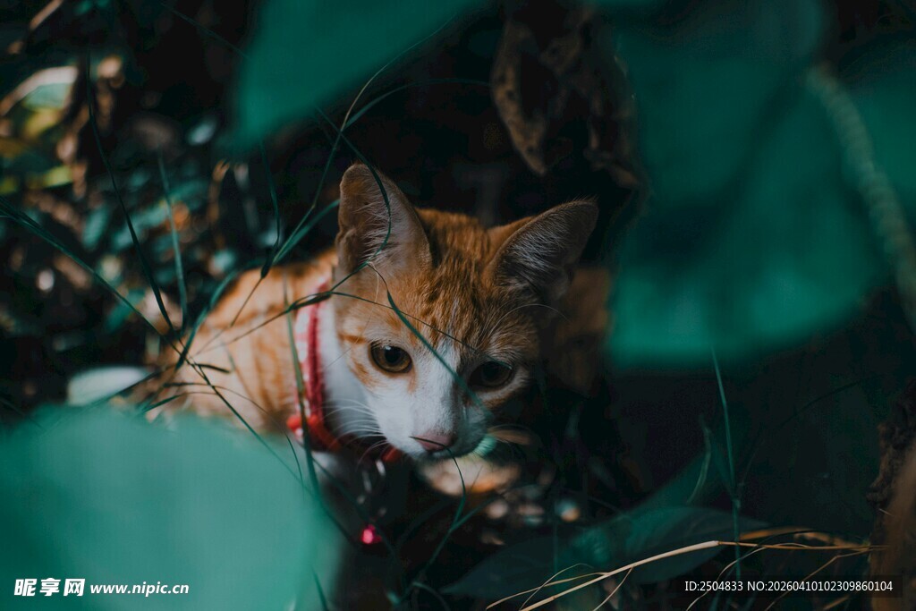 草丛中的可爱猫咪