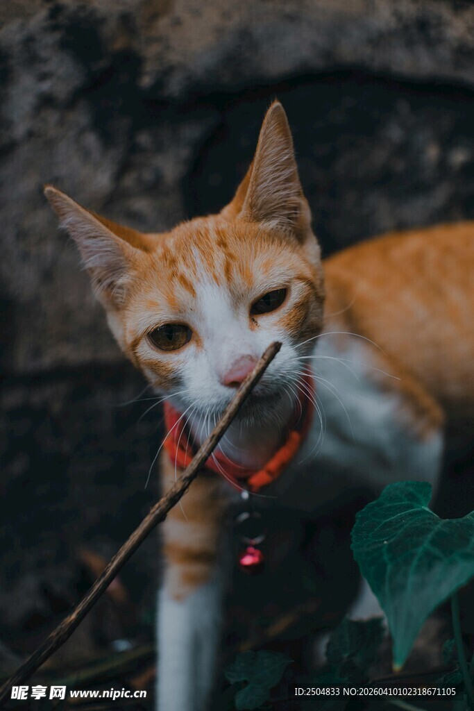 叼着树枝的可爱猫咪