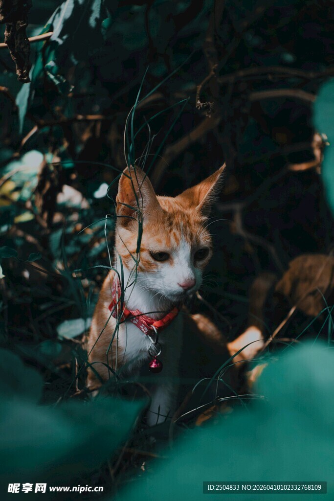 绿植中的可爱猫咪