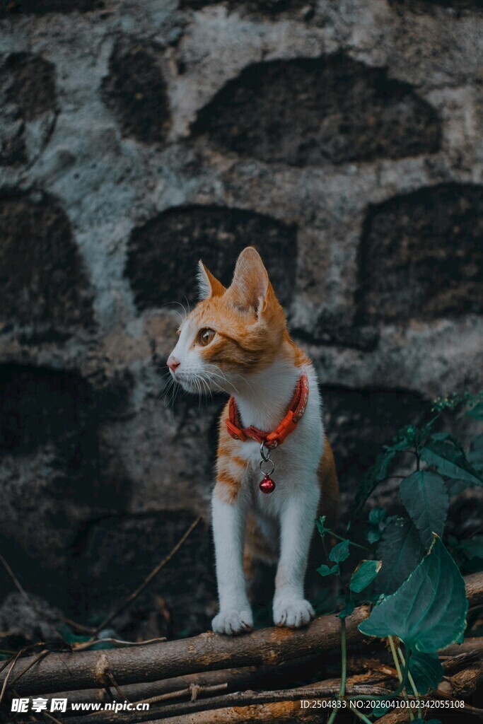 戴项圈的猫咪站在木堆上