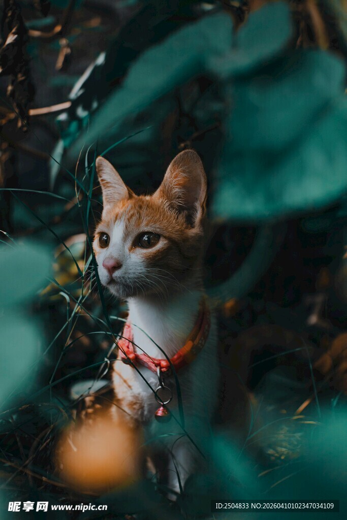 绿叶间的可爱猫咪