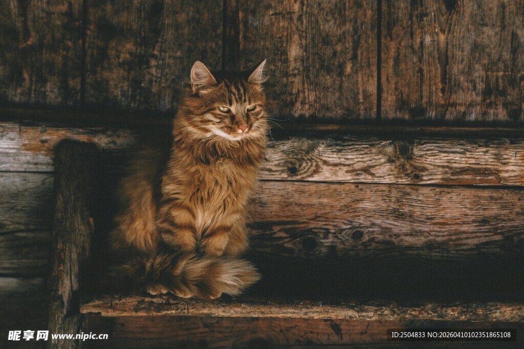 木墙旁的可爱猫咪