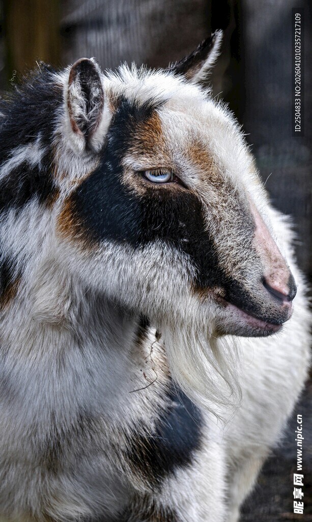 黑白花色山羊特写