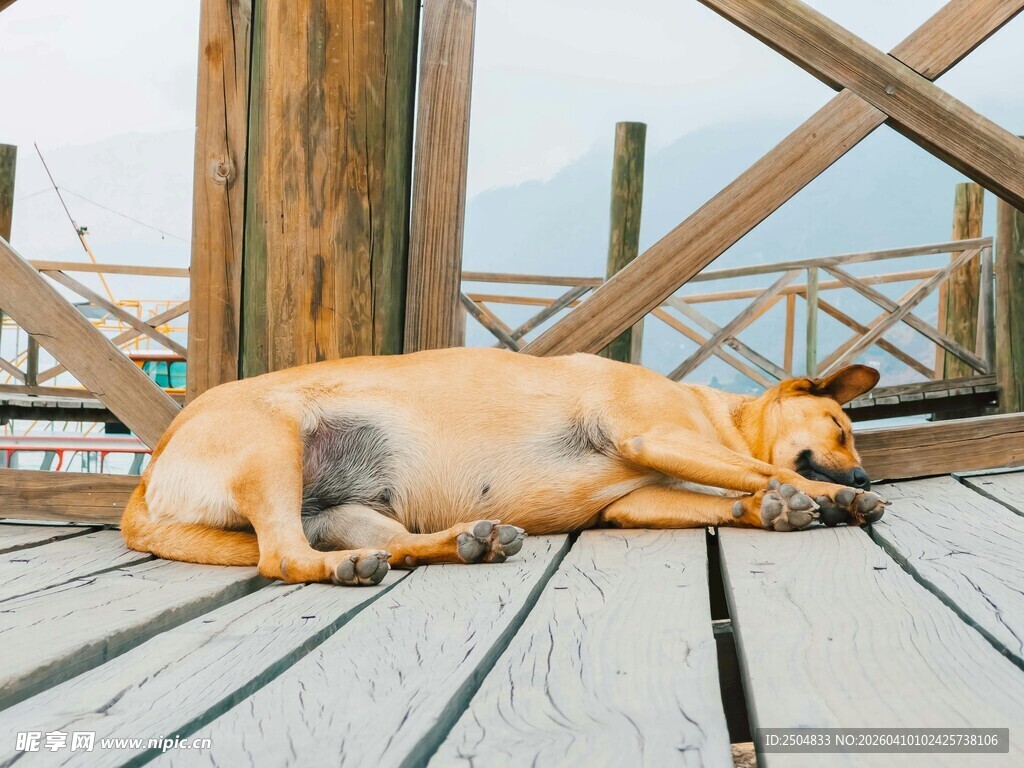 木栈道上酣睡的小黄狗