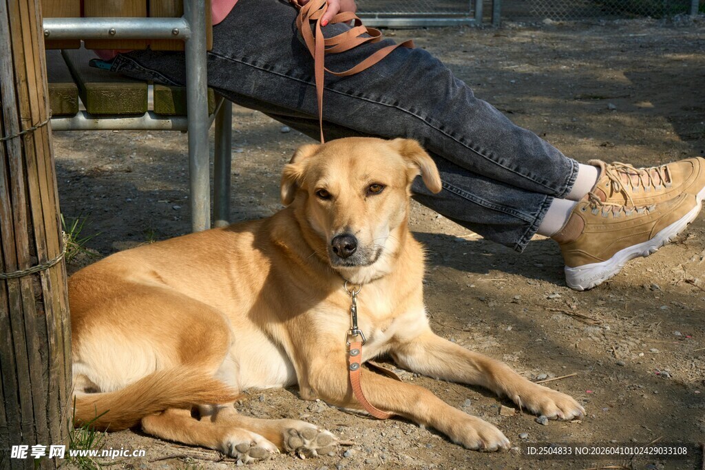 人与狗相伴的温馨瞬间