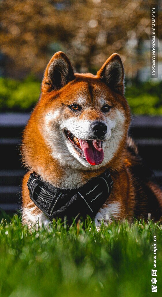 阳光下微笑的可爱柴犬