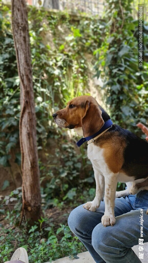 人腿上的可爱比格犬