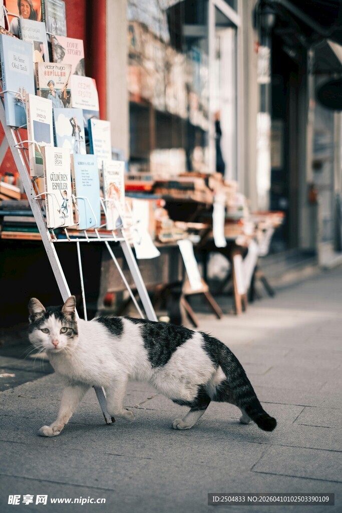 街头猫咪悠闲漫步