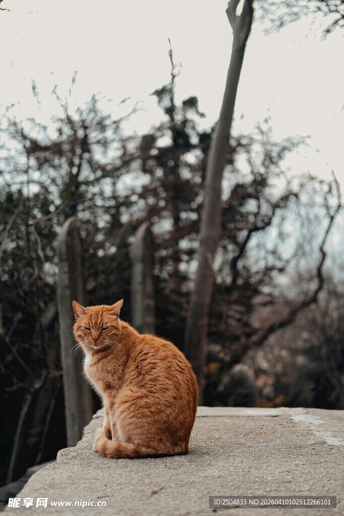 独坐的橘猫