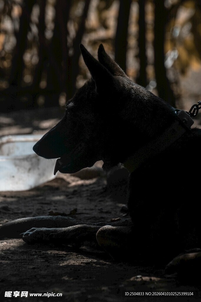 户外休憩的黑狗