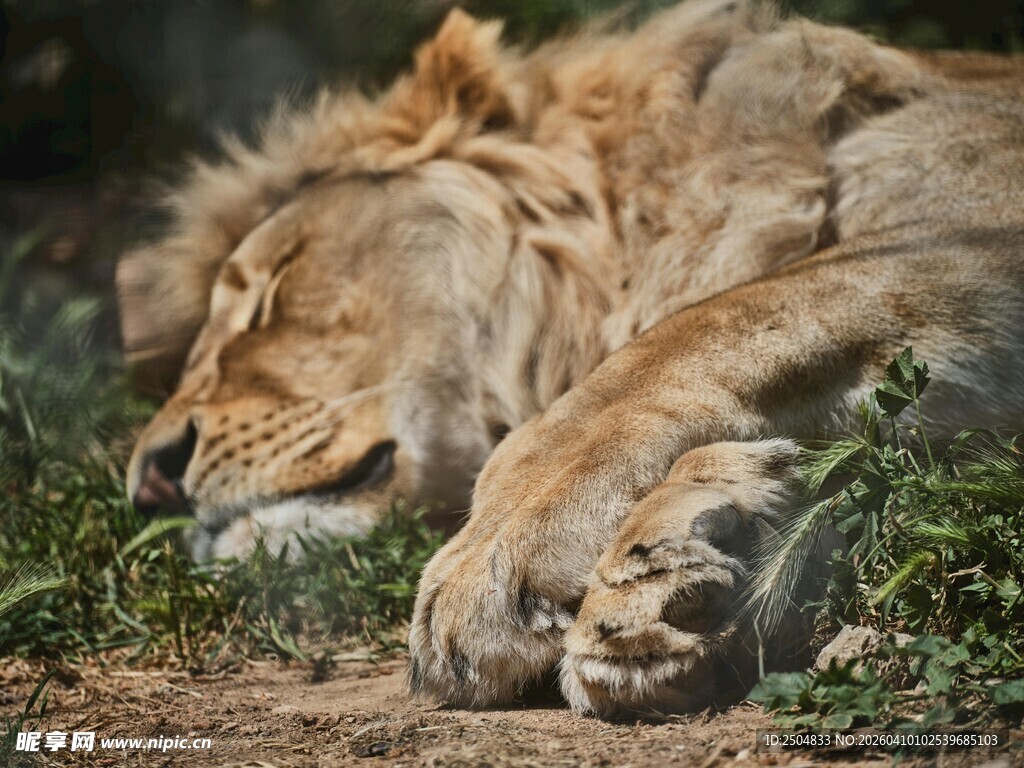  沉睡的雄狮