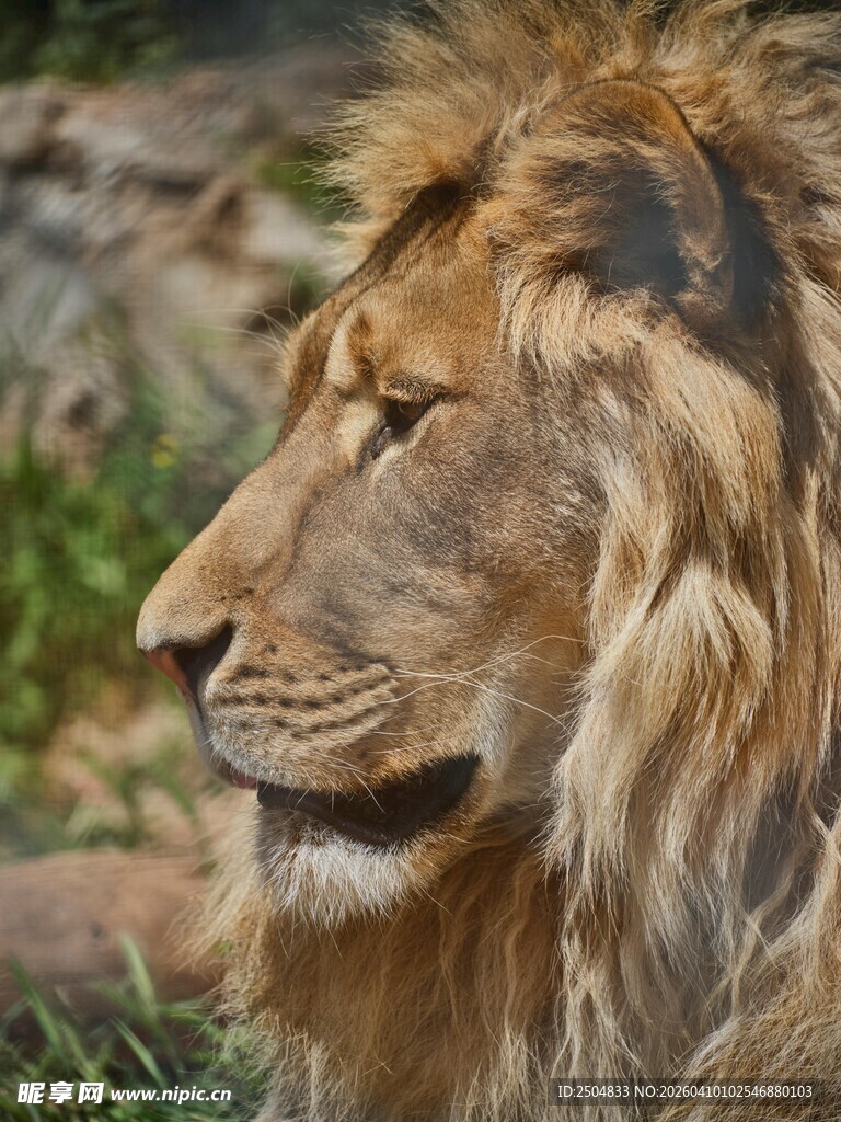雄狮侧影 尽显王者风范