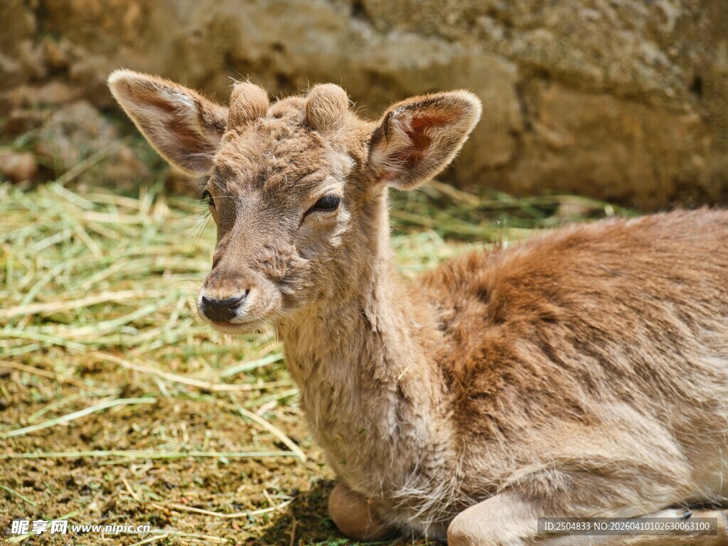 卧地休憩的小鹿