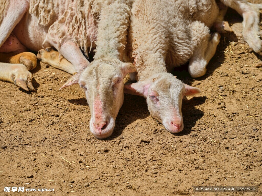 卧地休憩的几只绵羊