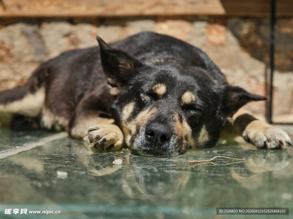 趴着休息的黑棕相间狗狗
