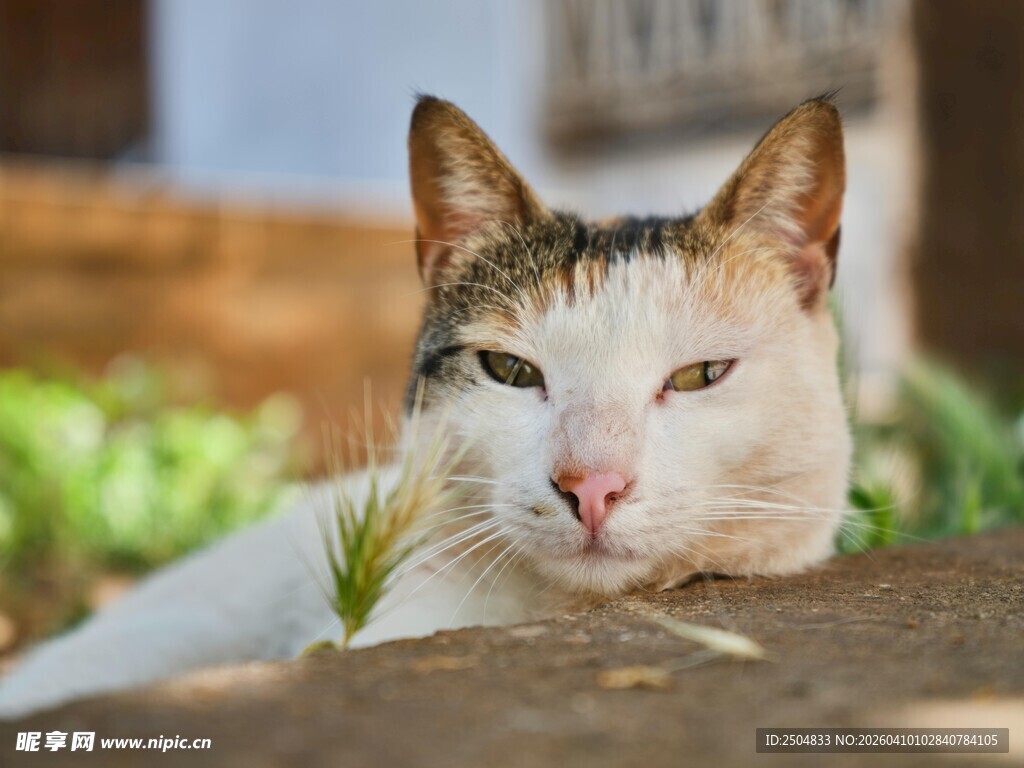慵懒猫咪惬意趴卧