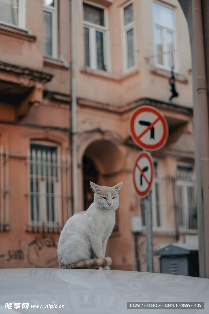 屋顶上的白猫