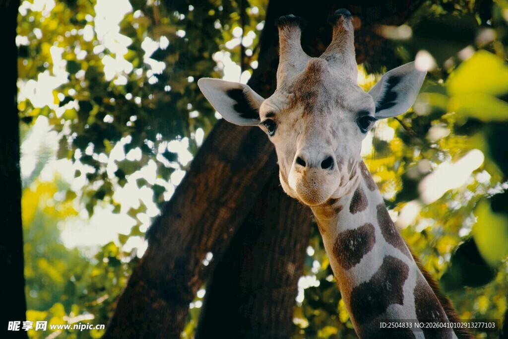 长颈鹿探头望景