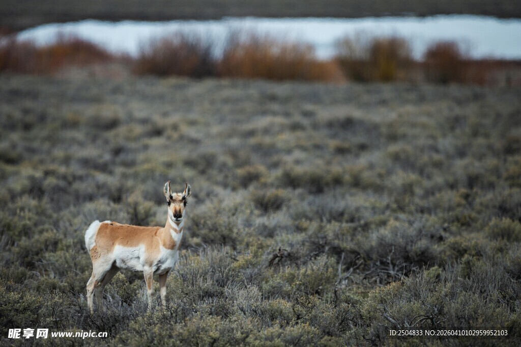 草原上的独行羚羊