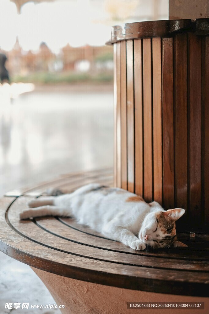 木桌上休憩的可爱猫咪