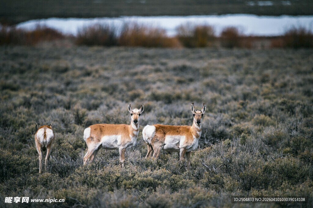 草原上的几只羚羊