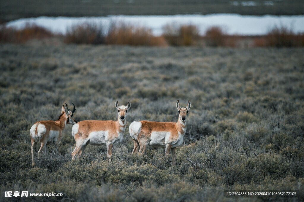 草原上的羚羊群