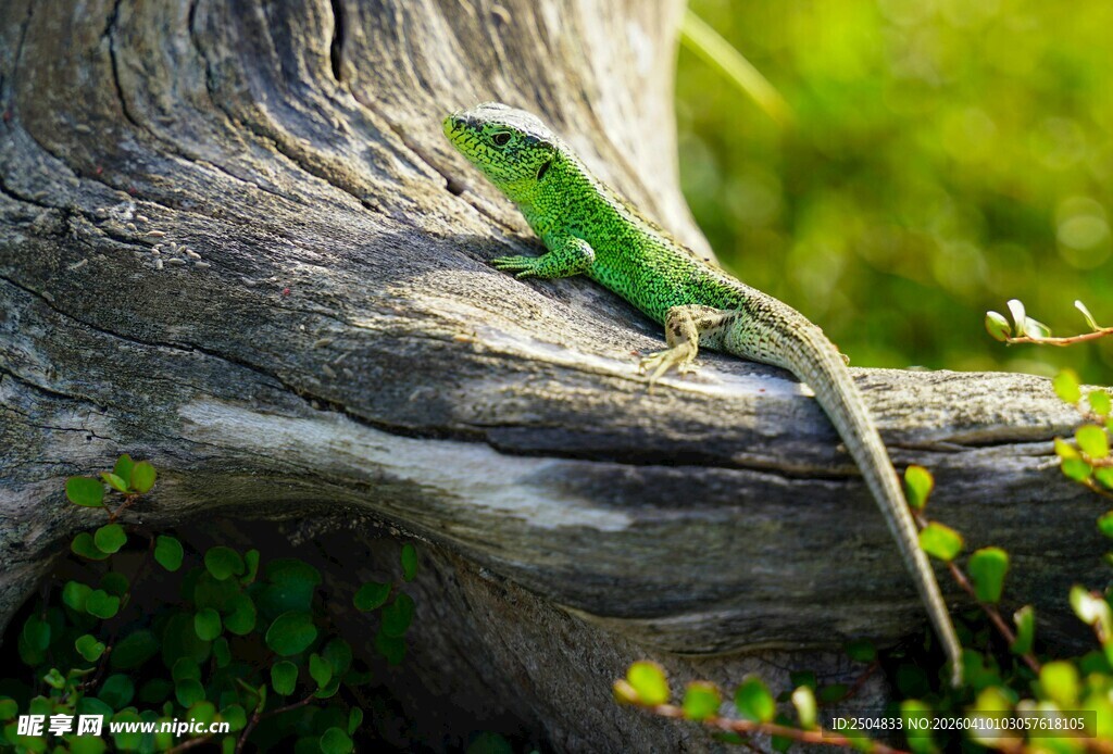 树干上的翠绿蜥蜴